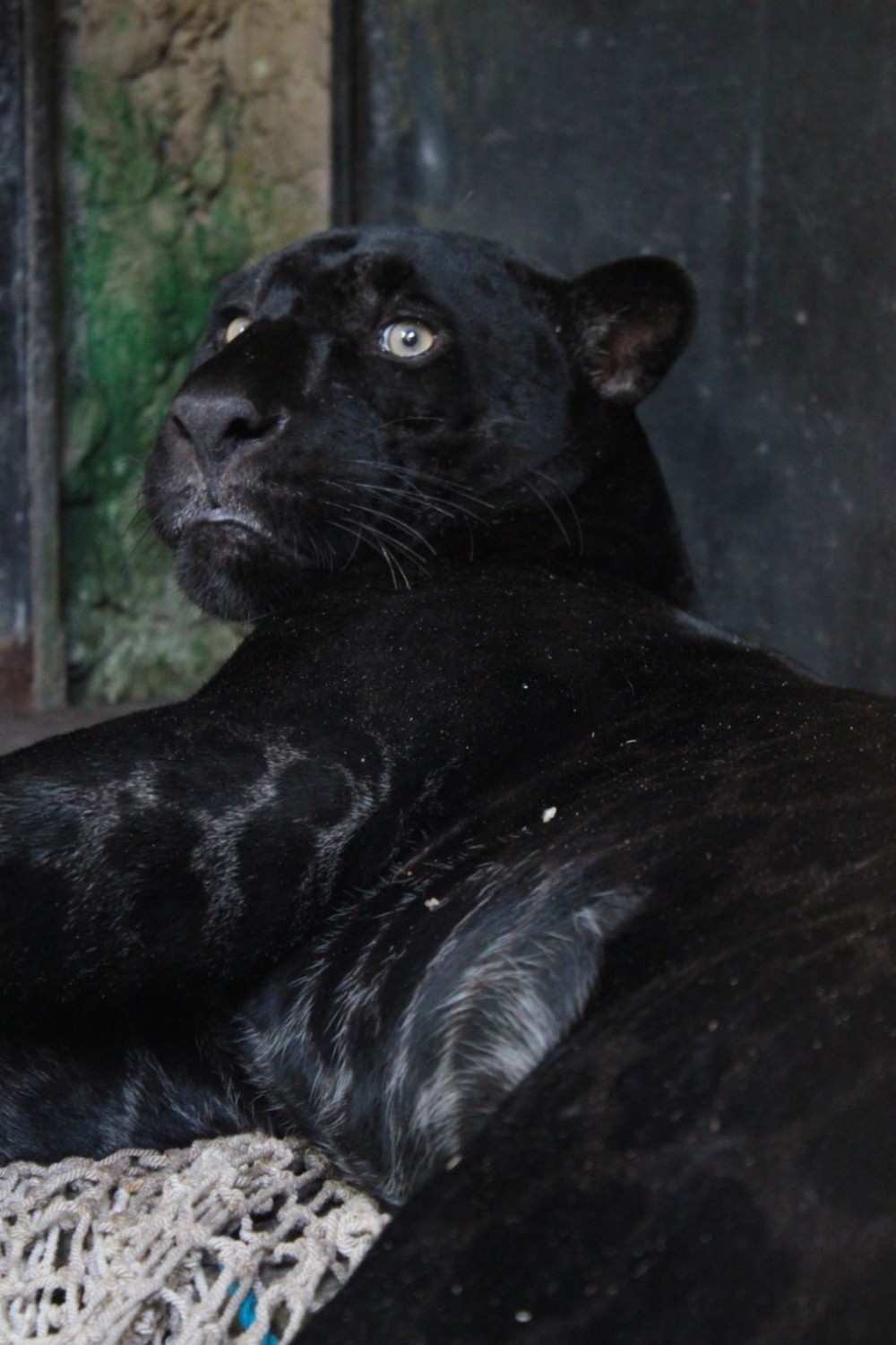 foto karolainy lima agencia museu goeldi