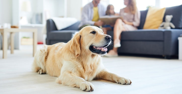 Pets têm direitos, mas também têm deveres