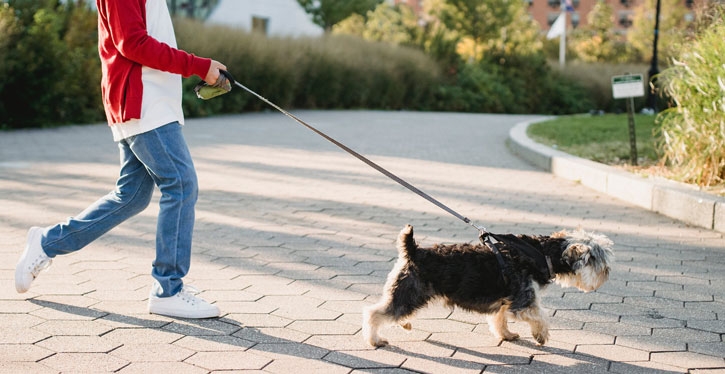 SC aprova lei que normatiza animais em condomínios