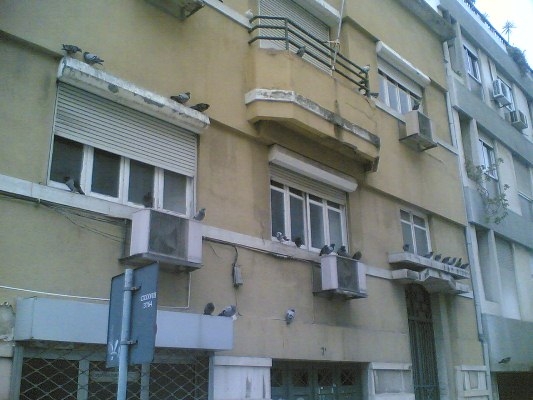 Controle de pombos: isolá-los dos seus abrigos e evitar a reprodução