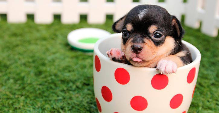 Pet place: animais de estimação ganham seu espaço