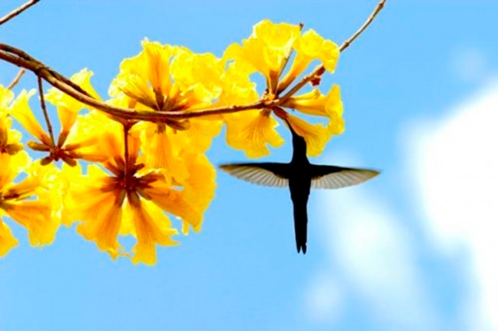 Cuidados com o jardim na primavera