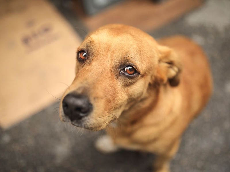 Sancionada lei que aumenta punição para maus-tratos de animais