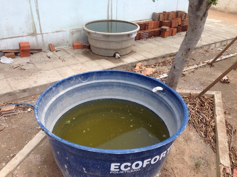 Balneário Camboriú registra 725 focos do Aedes aegypti em dez meses