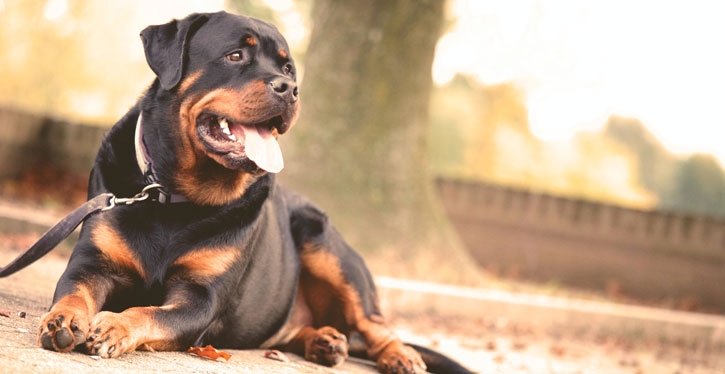 Condomínio não pode multar moradora por transportar cachorro na coleira em áreas comuns