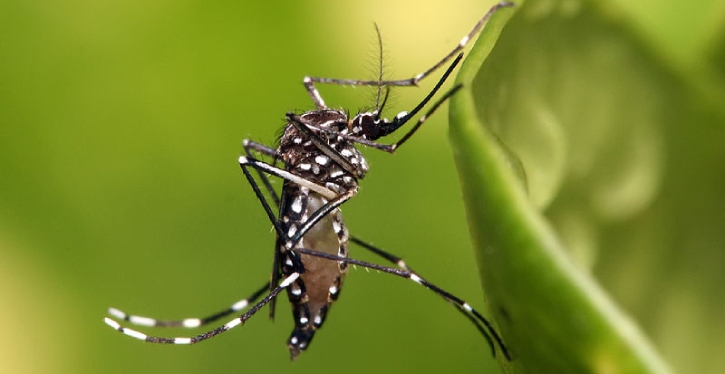 A dengue é transmitida pela picada da fêmea do mosquito Aedes aegypti