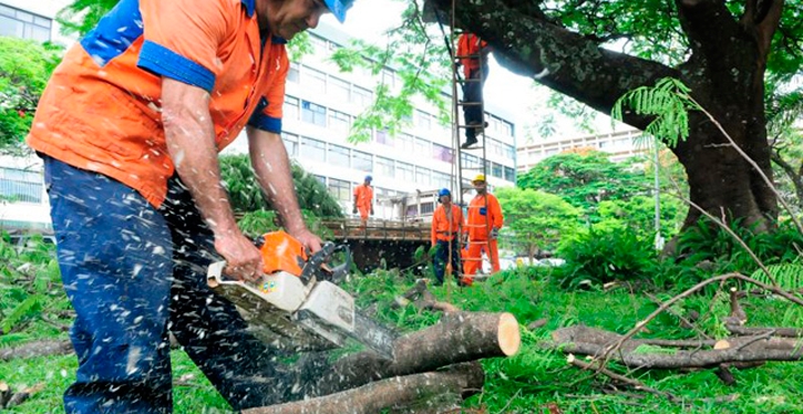A recomendação é a de que as podas sejam realizadas nos meses de maio e agosto de cada ano