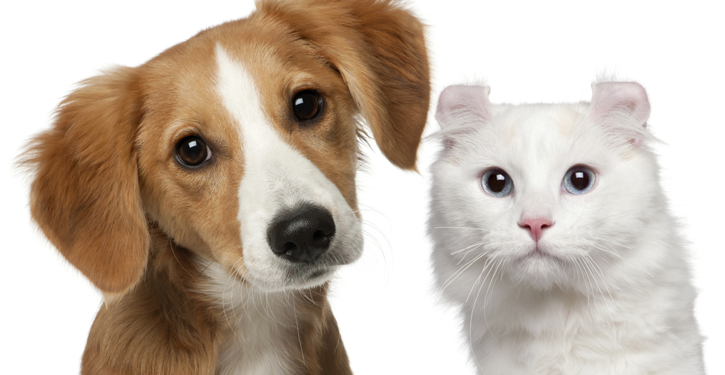 Pets ganham espaço nos condomínios