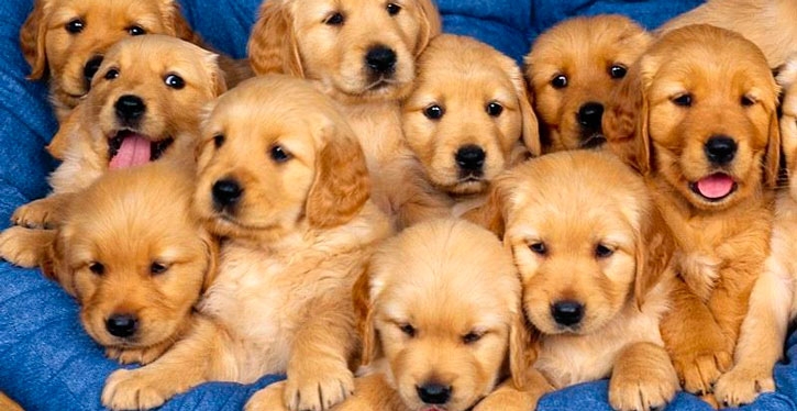 Ter animais em apartamento exige bom senso, diz especialista