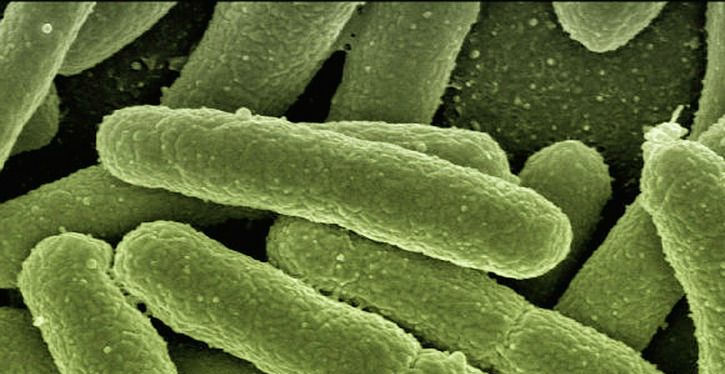 Bactérias a serviço do condomínio