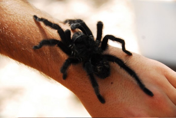 Tem um animal silvestre no condomínio?