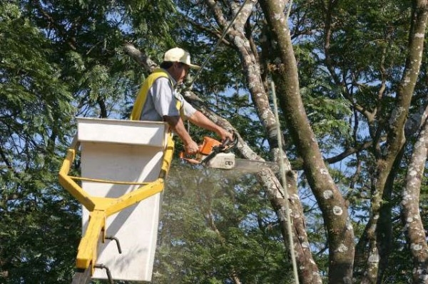 Podar árvores só com autorização