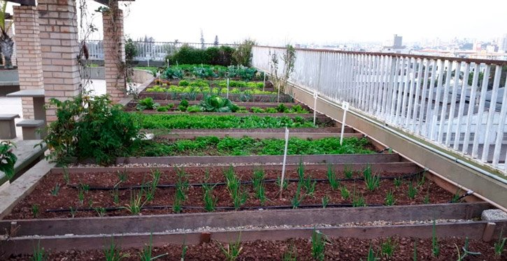 Hortas urbanas: alimentos orgânicos em casa