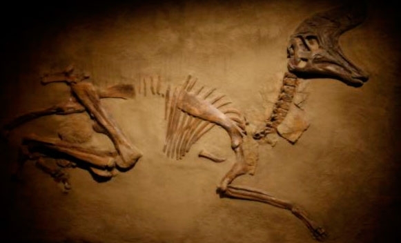 Fósseis de 20 metros de comprimento e 16 toneladas encontrados na construção de um condomínio em Uberaba/MG