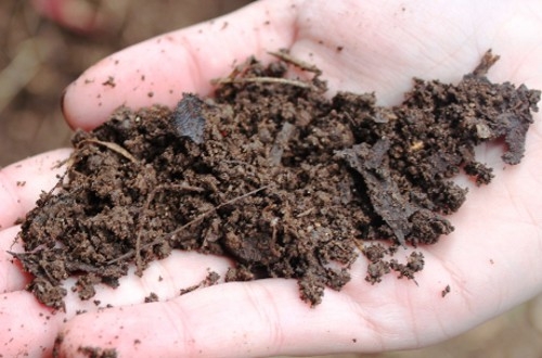 Lixo orgânico para adubar