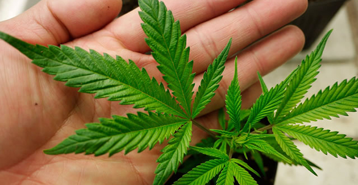 O cheiro da maconha do vizinho incomoda? Veja o que fazer