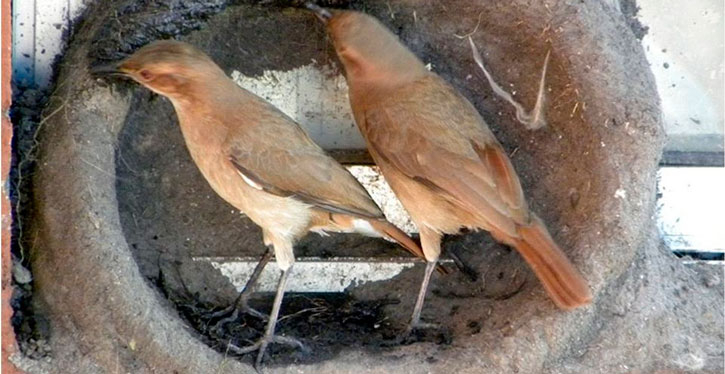 Uma casinha de João-de-Barro, que estava no espaço do ar-condicionado de um apartamento caiu e causou danos ao vizinho de baixo. Quem paga é o morador de cima, ou o condomínio?