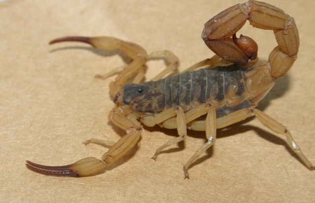 Moradora do Morumbi diz que capturou cem escorpiões em 3 dias