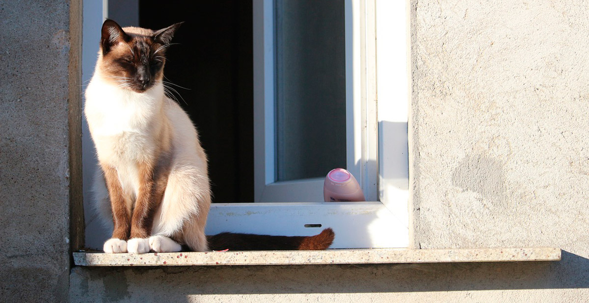 Existe previsão legal de que moradores com animais coloquem redes de proteção? Se o animal cair, o condomínio pode multar?