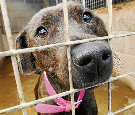 Em SC, quem adotar animal abandonado terá desconto no IPTU